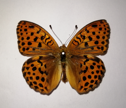 Pallas's Fritillary