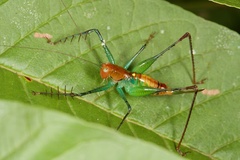 Arachnoscelis feroxnotha