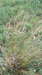 Stipa krylovii