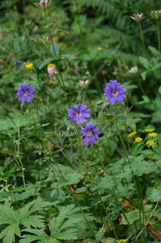 Geranium platypetalum, photograph 4