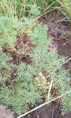 Artemisia adamsii