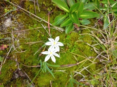 Image of Sisyrinchium johnstonii