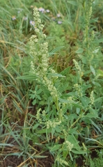 Chenopodium acuminatum