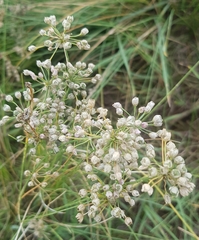 Allium ramosum