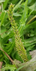 Plantago depressa