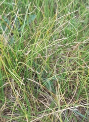 Carex duriuscula