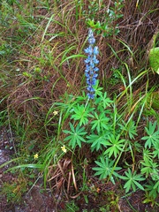 Lupinus costaricensis