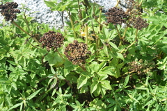 Angelica lucida