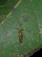 Thyrsophorinae