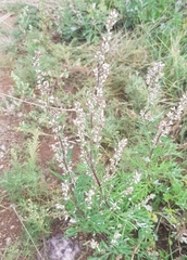 Artemisia mongolica