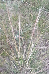 Stipa krylovii