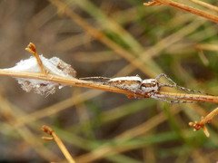 Oxyopes tridens