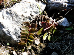 Gingidia haematitica