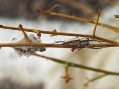 Oxyopes tridens