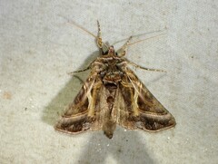 Autographa flagellum