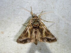 Autographa flagellum