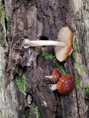 Bolbitius viscosus