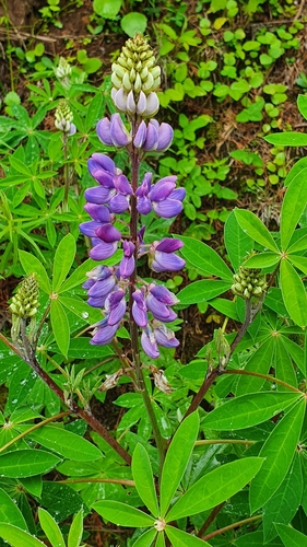 Lupinus latifolius