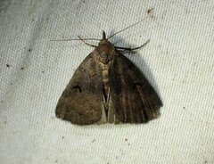 Phalaenostola hanhami