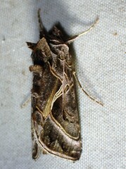Autographa flagellum