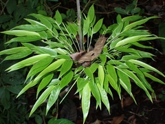 Chusquea scandens