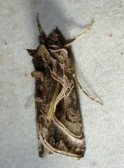 Autographa flagellum