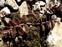 Gingidia haematitica
