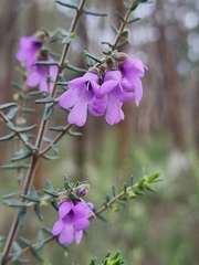Prostanthera decussata