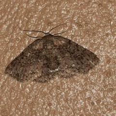 Bryoptera subbrunnea