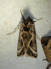 Autographa flagellum
