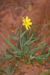 Senecio gregorii