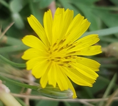 Ixeris chinensis