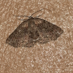 Bryoptera subbrunnea