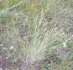 Festuca lenensis