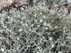Cladonia amaurocraea
