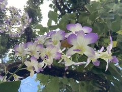 Dendrobium