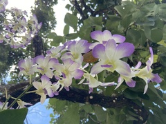 Dendrobium