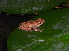 Polypedates leucomystax