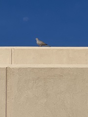 Streptopelia decaocto