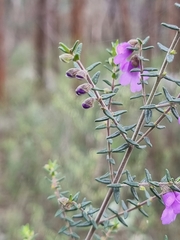 Prostanthera decussata