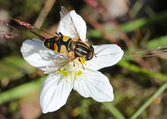 Helophilus neoaffinis