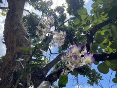 Dendrobium