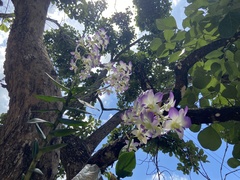 Dendrobium