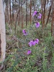 Prostanthera decussata