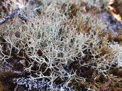 Cladonia amaurocraea