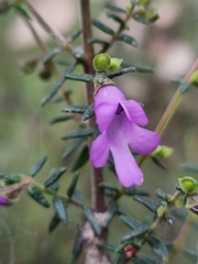 Prostanthera decussata
