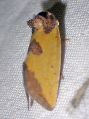Stiria sulphurea