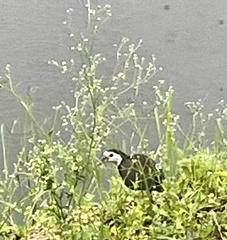 Amaurornis phoenicurus