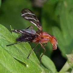Tritoxa incurva