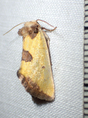 Stiria sulphurea